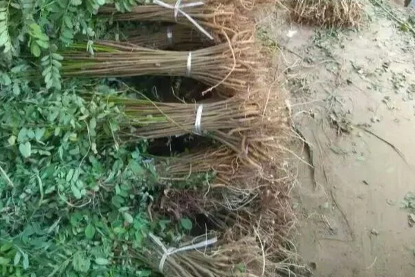 大叶速生槐的苗木如何繁殖,可用种根繁殖