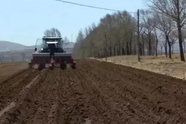 大叶速生槐的苗木如何繁殖,可用种根繁殖