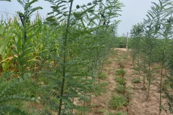 大叶速生槐的苗木如何繁殖,可用种根繁殖