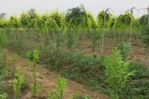 大叶速生槐的苗木如何繁殖,可用种根繁殖