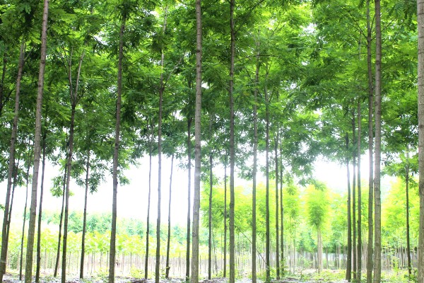 大叶速生槐的苗木如何繁殖,可用种根繁殖