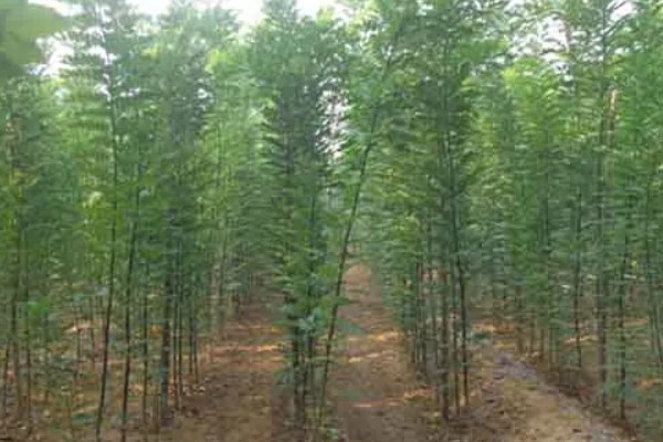 大叶速生槐的苗木如何繁殖,可用种根繁殖