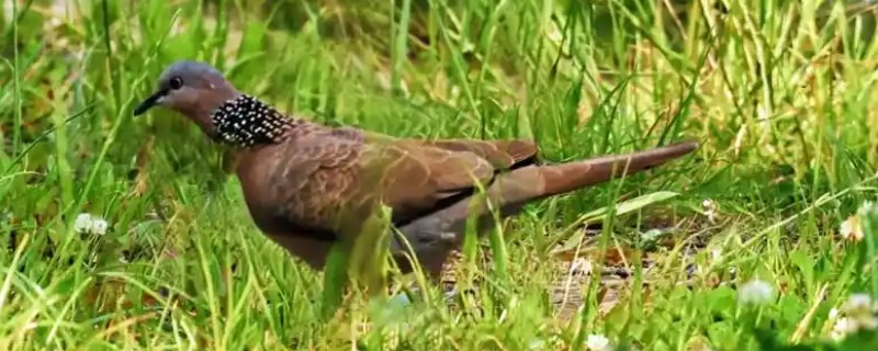 养殖斑鸠的前景，大体呈现稳定上升状态
