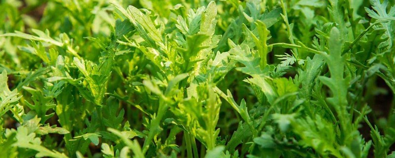 茼蒿的种植方法，春季或秋季均可种植