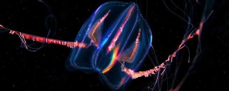 北极霞水母的简介，是一种低等腔肠动物