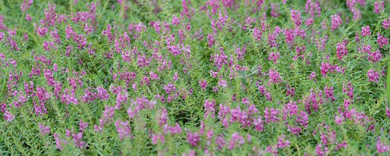 紫花苜蓿亩产多少斤，亩产量在八千斤左右