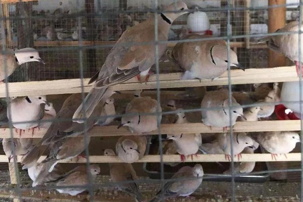 养殖斑鸠的前景,大体呈现稳定上升状态