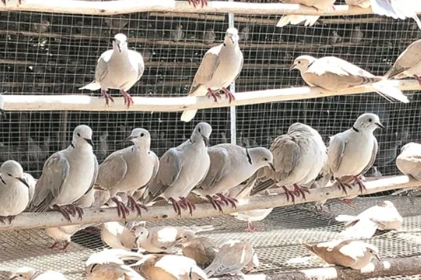 养殖斑鸠的前景,大体呈现稳定上升状态