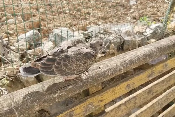 养殖斑鸠的前景,大体呈现稳定上升状态