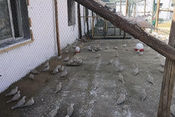 养殖斑鸠的前景,大体呈现稳定上升状态