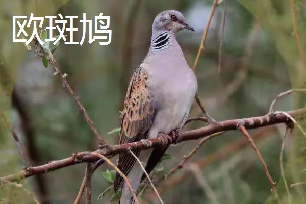 养殖斑鸠的前景,大体呈现稳定上升状态