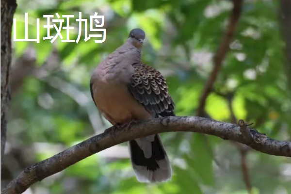 养殖斑鸠的前景,大体呈现稳定上升状态