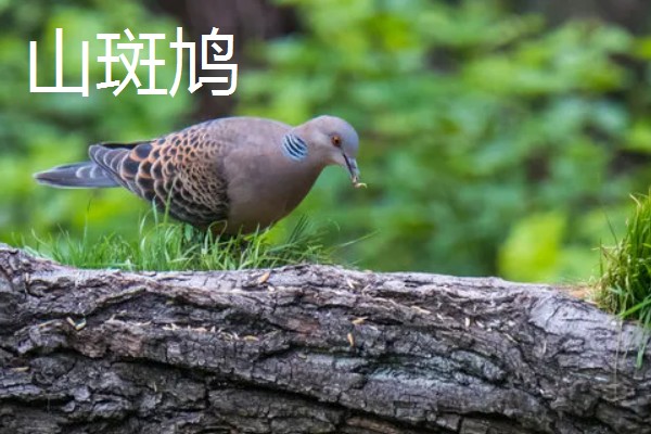 养殖斑鸠的前景,大体呈现稳定上升状态