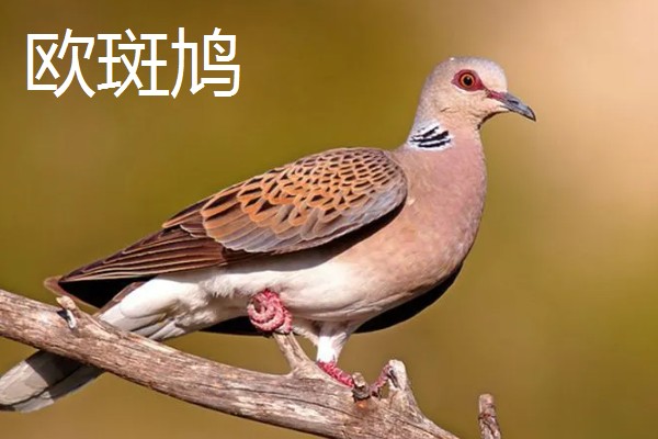 养殖斑鸠的前景,大体呈现稳定上升状态