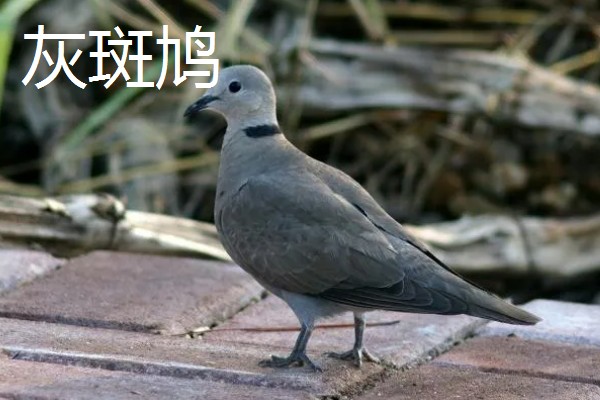 养殖斑鸠的前景,大体呈现稳定上升状态