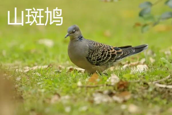 养殖斑鸠的前景,大体呈现稳定上升状态