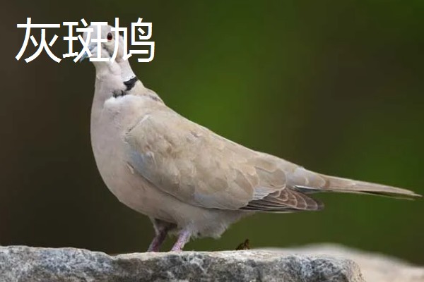 养殖斑鸠的前景,大体呈现稳定上升状态