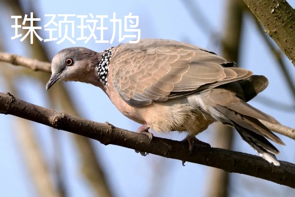 养殖斑鸠的前景,大体呈现稳定上升状态