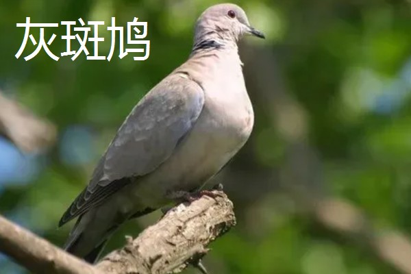 养殖斑鸠的前景,大体呈现稳定上升状态