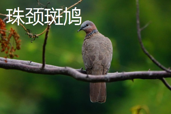 养殖斑鸠的前景,大体呈现稳定上升状态