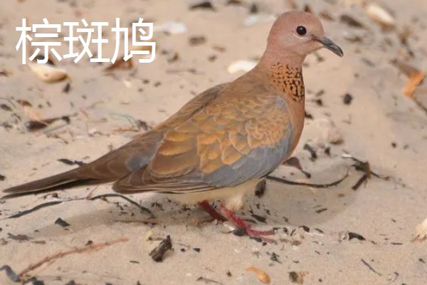 养殖斑鸠的前景,大体呈现稳定上升状态