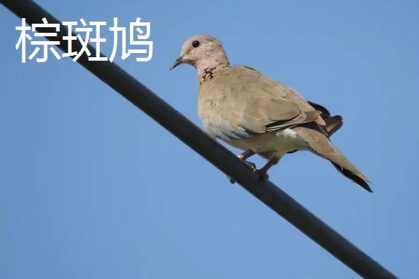 养殖斑鸠的前景,大体呈现稳定上升状态