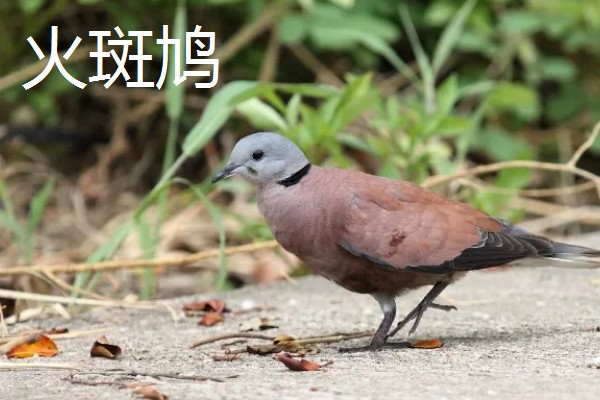 养殖斑鸠的前景,大体呈现稳定上升状态