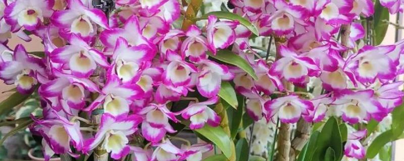 怎么养石斛兰，需要将其进行半阴养护