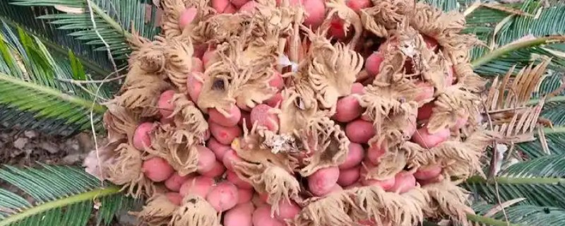 铁树果有没有毒，铁树果有毒