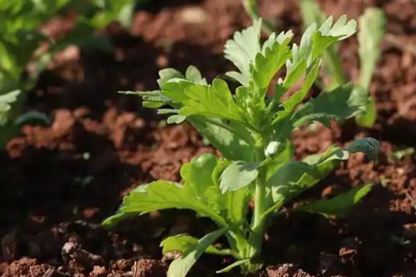 茼蒿的种植方法，春季或秋季均可种植