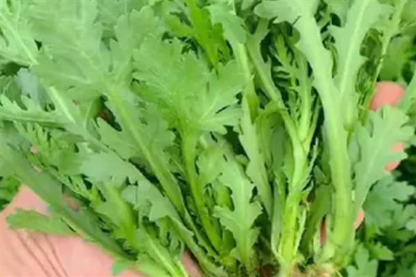 茼蒿的种植方法，春季或秋季均可种植