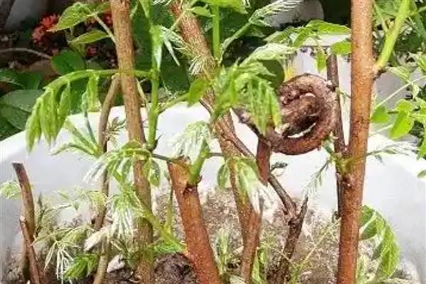 紫藤花的繁殖方式，可播种、扦插、压条等