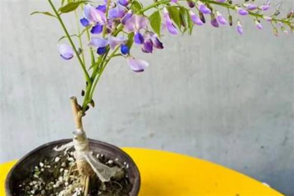 紫藤花的繁殖方式，可播种、扦插、压条等