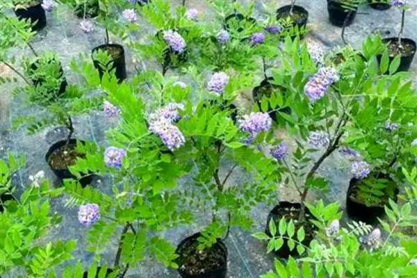 紫藤花的繁殖方式，可播种、扦插、压条等