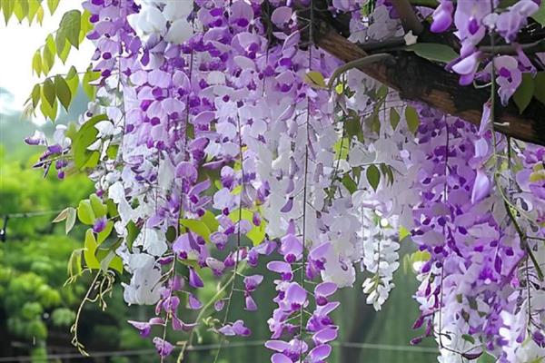 紫藤花的繁殖方式，可播种、扦插、压条等