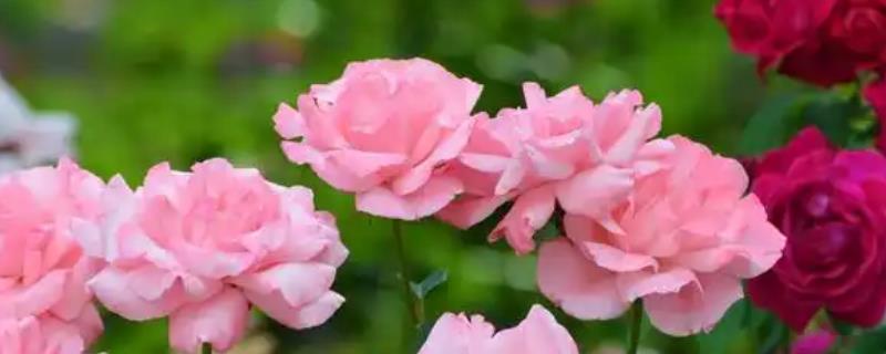 月季花和牡丹花的区别，科属和花朵均不同