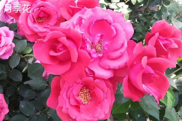 月季花和牡丹花的区别，科属和花朵均不同