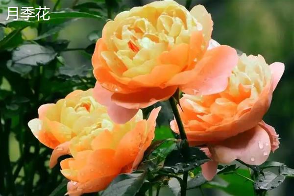 月季花和牡丹花的区别，科属和花朵均不同