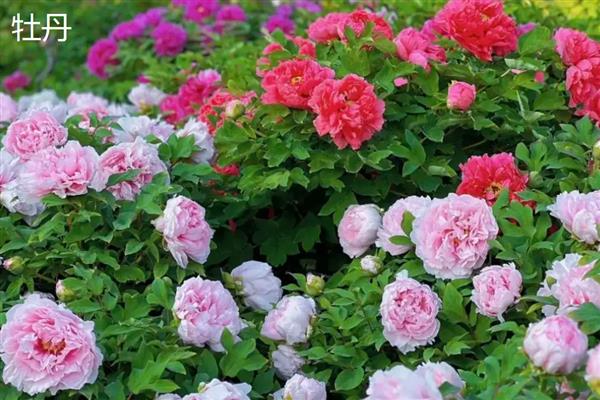 月季花和牡丹花的区别，科属和花朵均不同