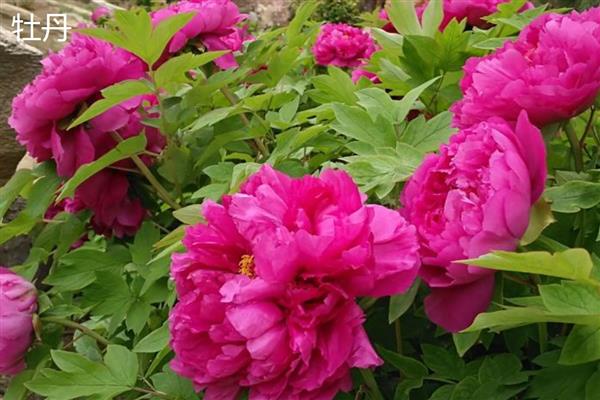 月季花和牡丹花的区别，科属和花朵均不同