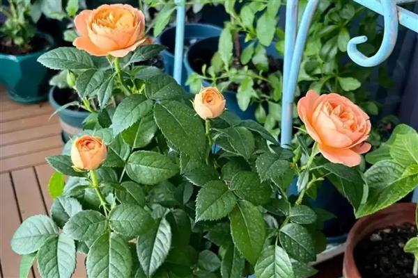 月季花和牡丹花的区别，科属和花朵均不同