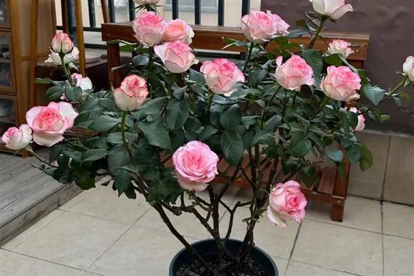 月季花和牡丹花的区别，科属和花朵均不同