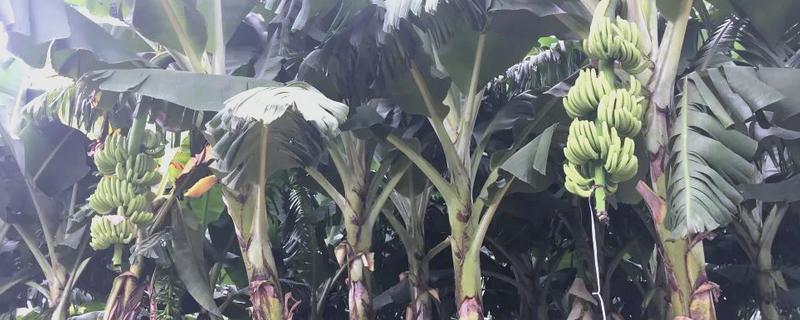 香蕉如何科学施肥，根据生长时期合理分配肥料