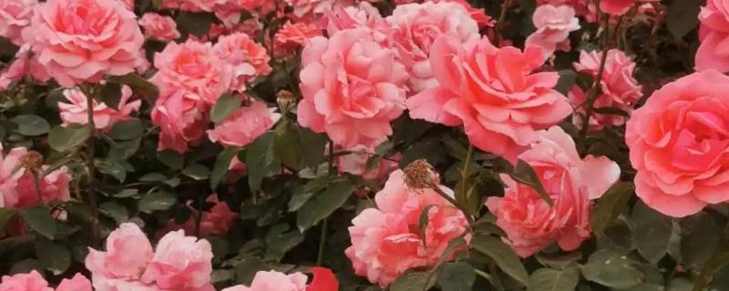 大花月季花苗怎么栽培，生长过程中应注意追施化肥