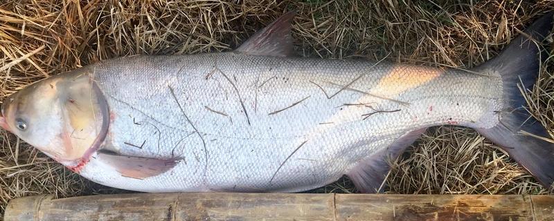 钓花白鲢水深多少合适，3米左右这个水深范围合适