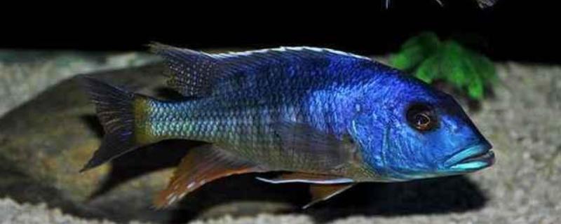 马鲷鱼简介，是马拉维湖慈鲷的统称