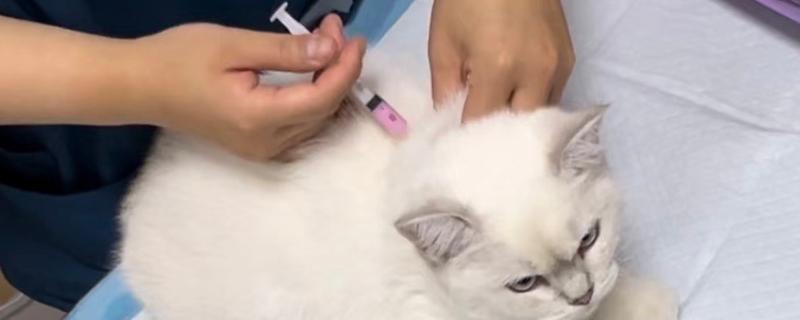 猫打完疫苗后会出现的不良反应，一般表现为过敏反应