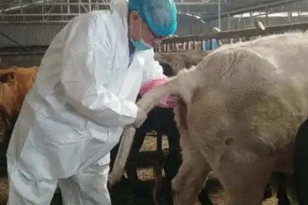 牛人工授精的方法，推射速度不能过快