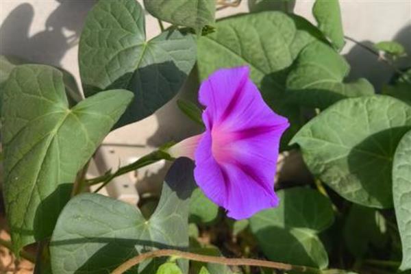 牵牛花如何浇水，遵循不干不浇浇则浇透的原则
