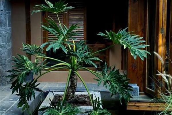 龙鳞春羽如何养殖，每隔3-6天给植株浇水一次